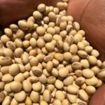 wholesale cashew nuts